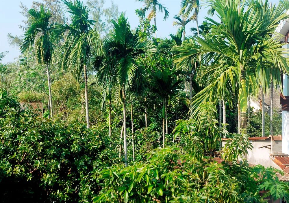 Hoi An Sunny Homestay