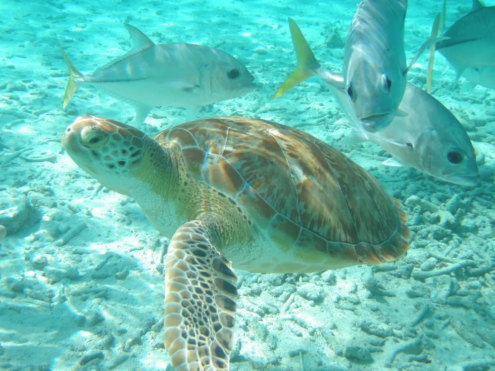 Shaka Caye All inclusive Resort