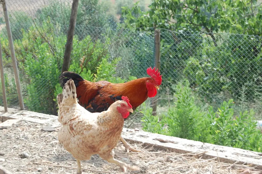 Montepozzalino