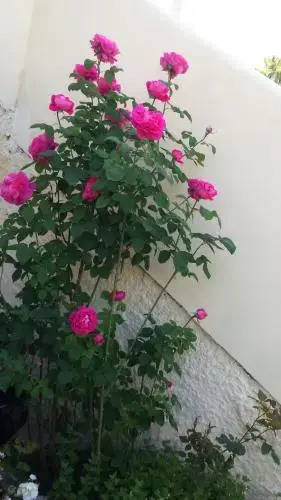 Rose Garden Rooms