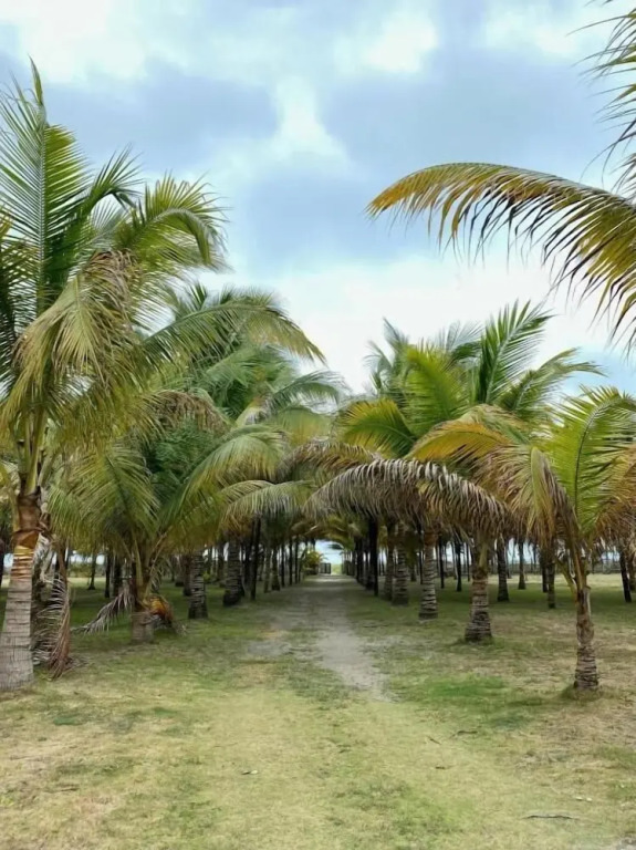 Cojimies Paradise