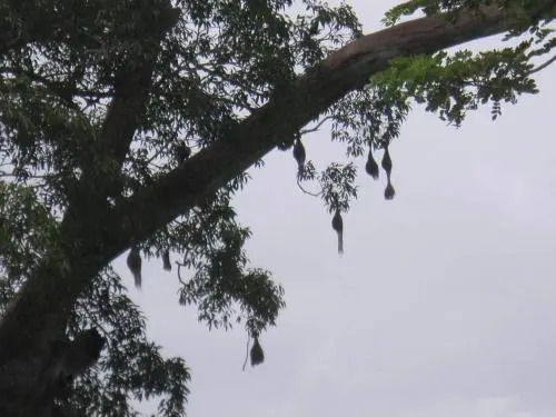Sandadiya Resort