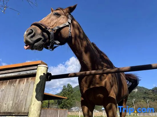 Lovely Horse Villa