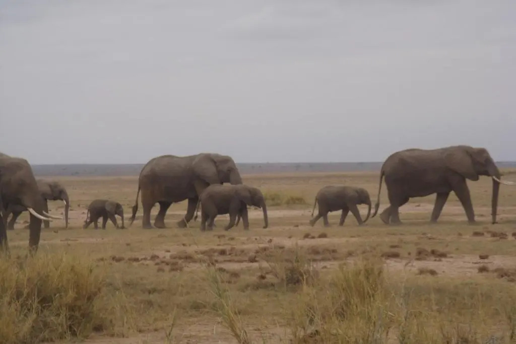 Enchoro Wildlife Camp