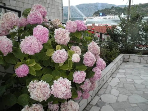 Guest House Marica
