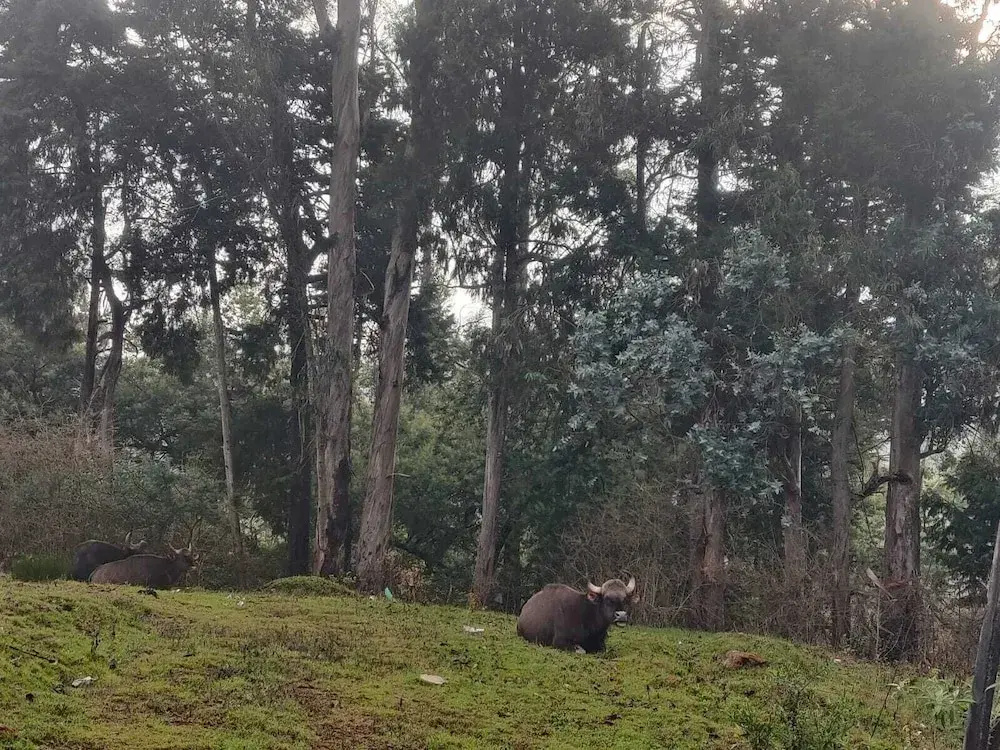 Bon Sejour Hill View Boutique Stay Ooty