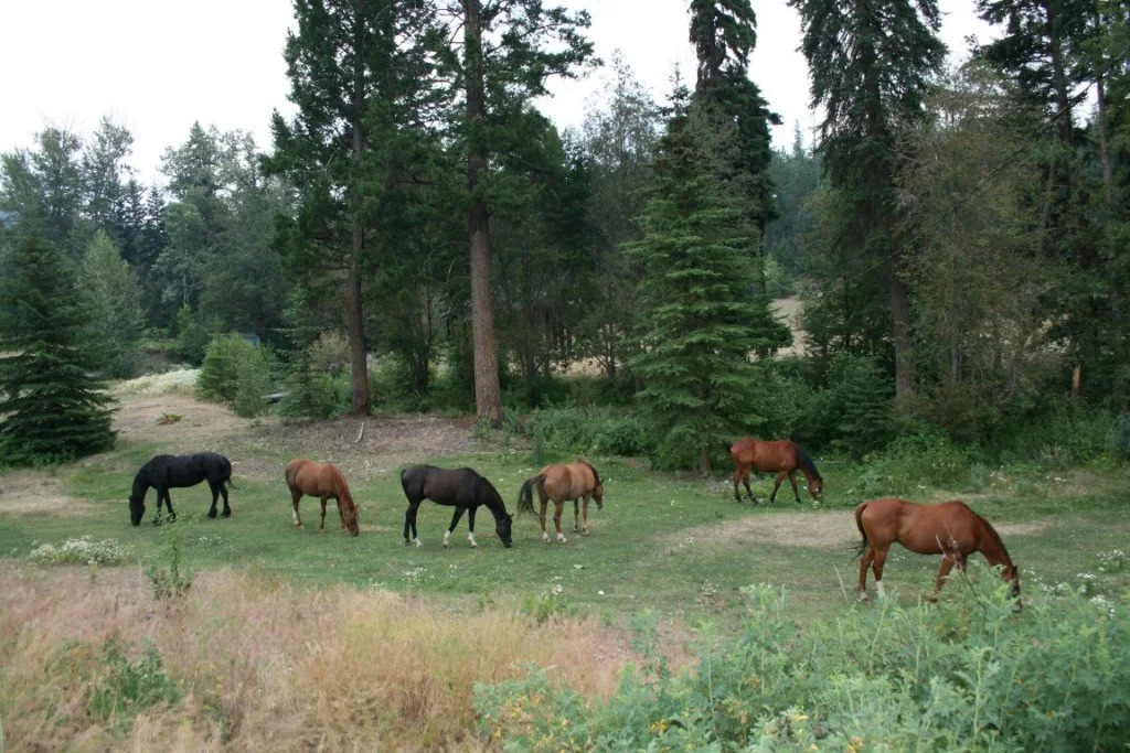 YD Guest Ranch