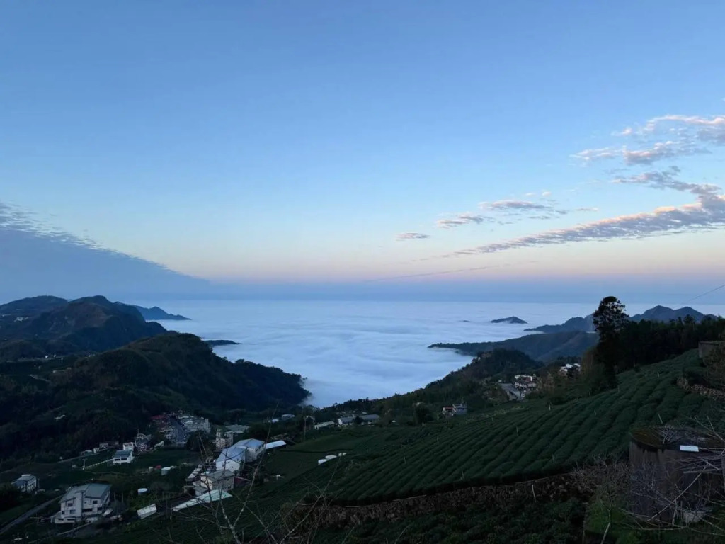 Alishan Mao Hsin
