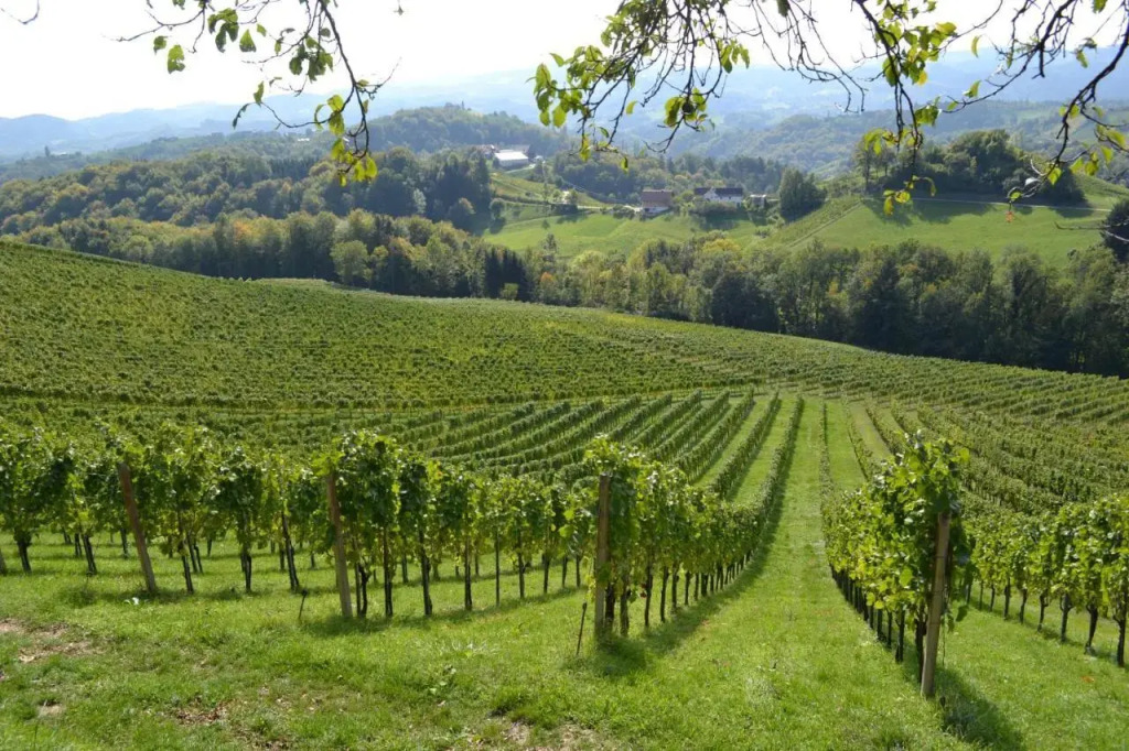 Weingut Fellner