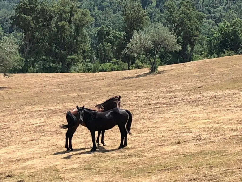 Agriturismo Colle Donatucci