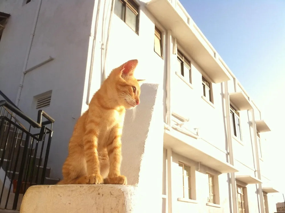 The Fat Cat Backpackers