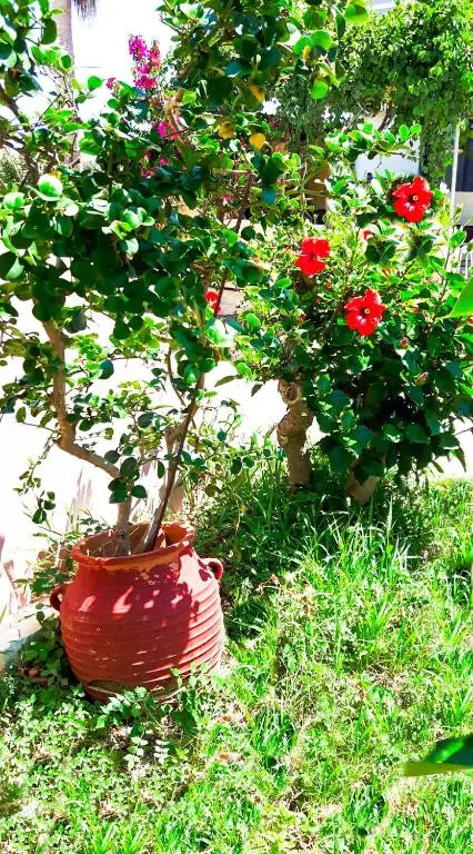 Yucca Studio, beautiful apartment with garden