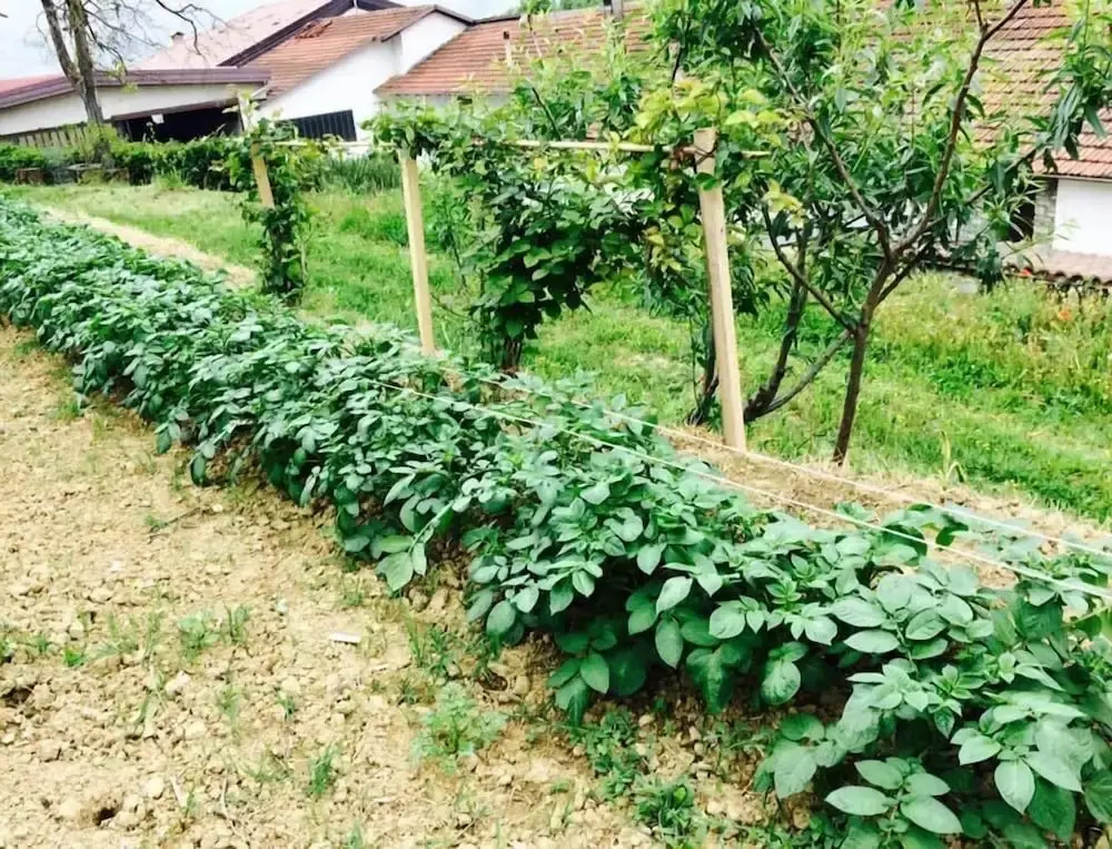 Agriturismo Adorno
