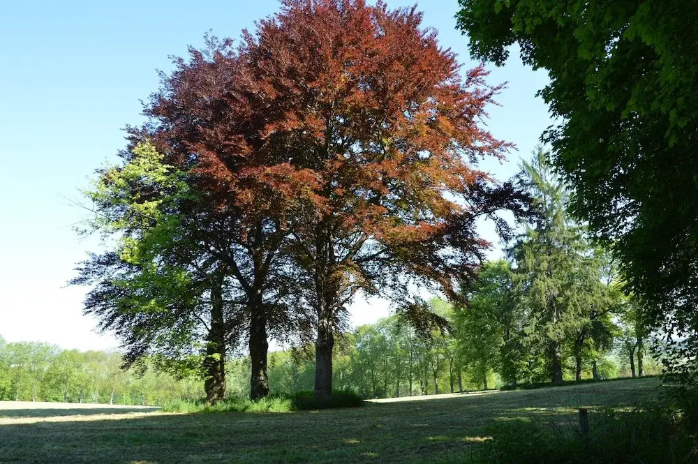 Pleasant Fermette with Outdoor Swimming Pool near Durbuy