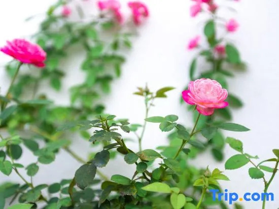 Xiangjingli Homestay