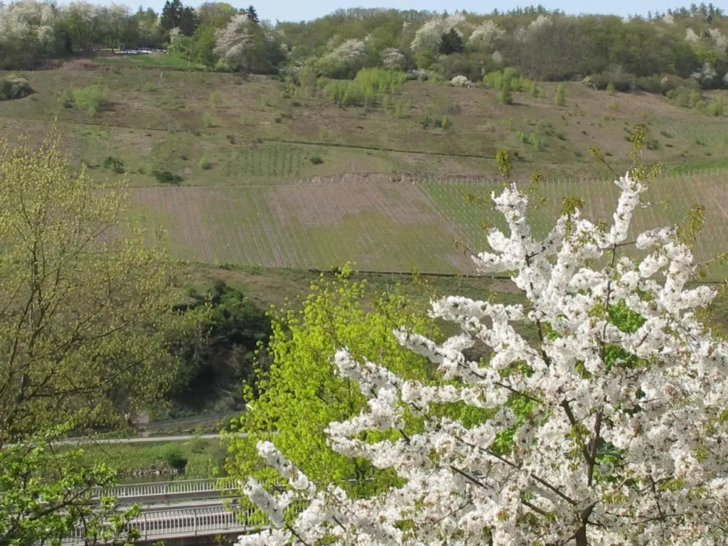 Weinhof Michael Morbach