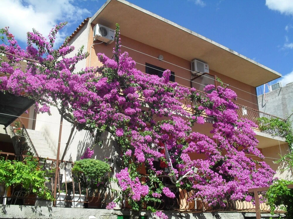Apartments Katica
