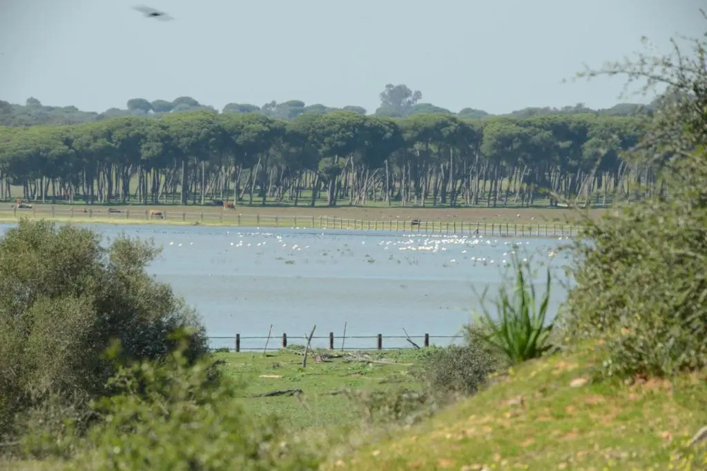 Hotel Doñana Blues
