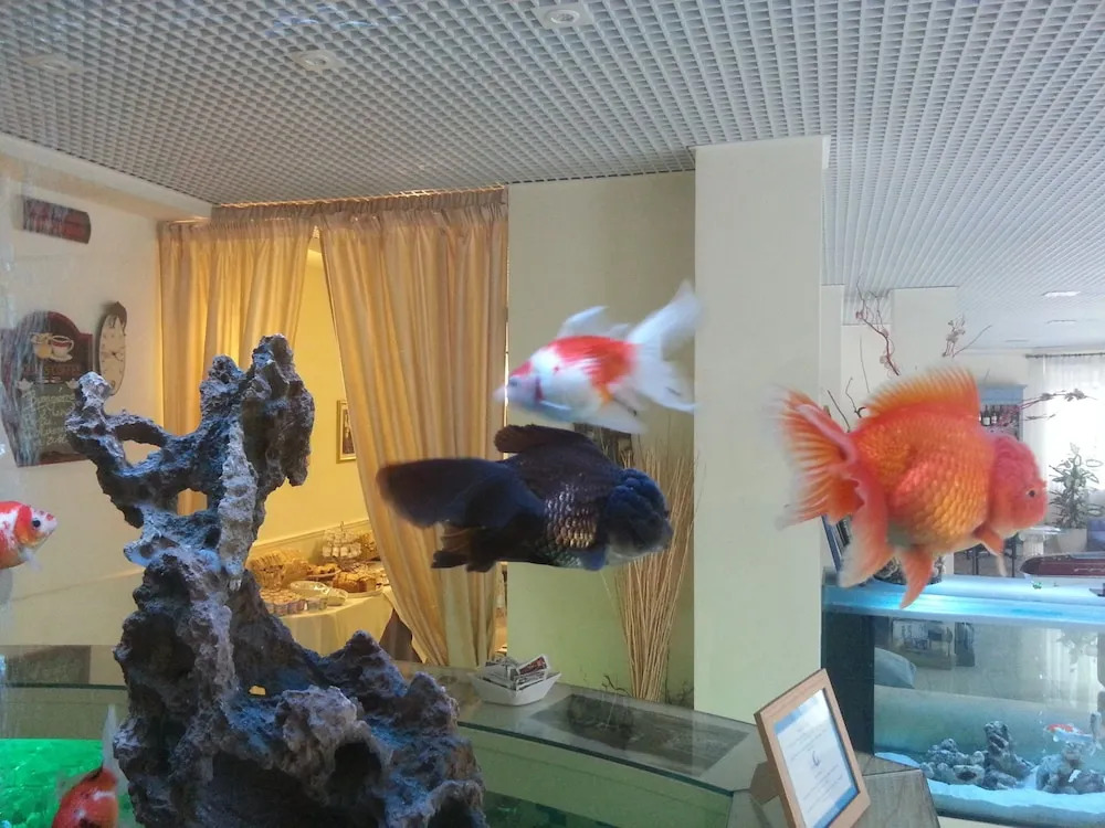 Hotel Il Gatto