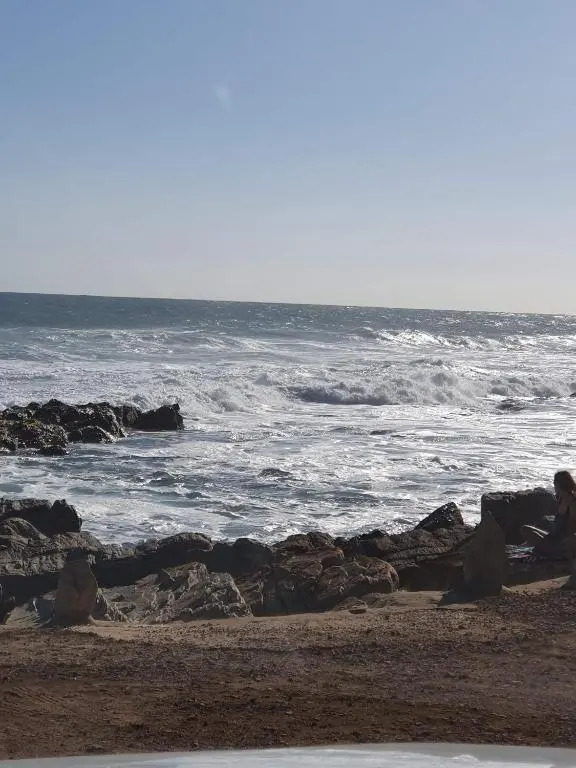 Gull's Stilbaai