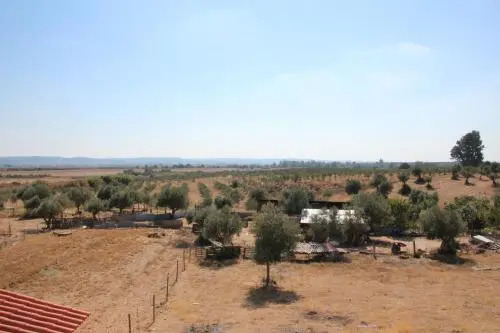 Olive View