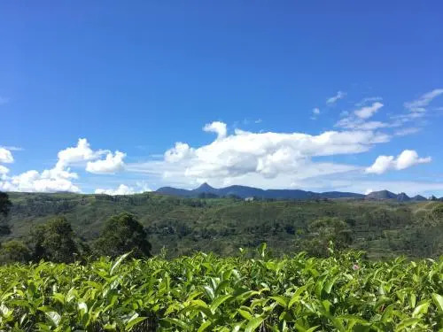 Binoya Tea Estate Bungalow
