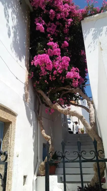 The large bougainvillea house
