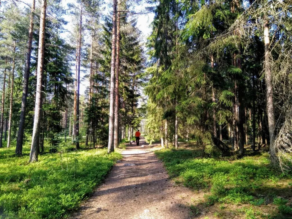 Pinjakoti