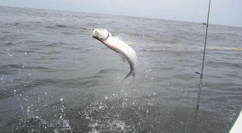 Toucan and Tarpon