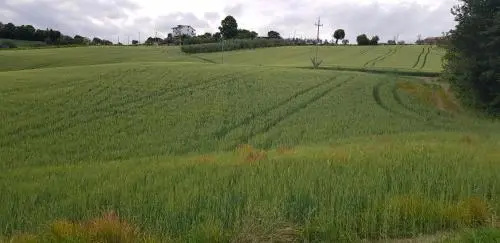Il Vecchio Pioppo