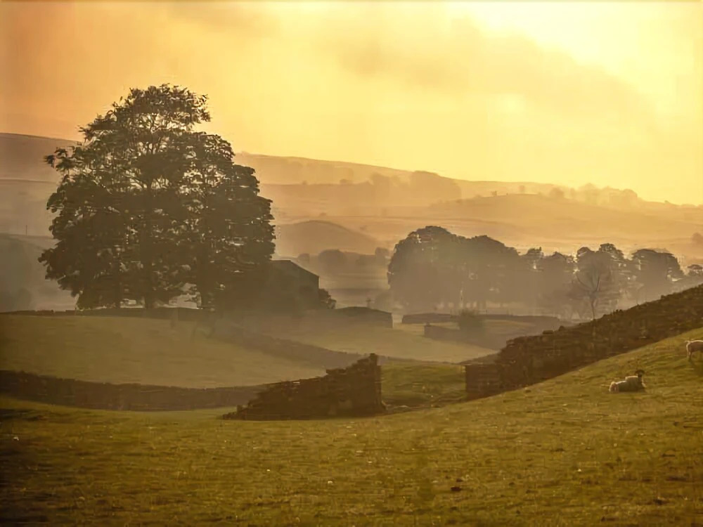 Bracken Beck