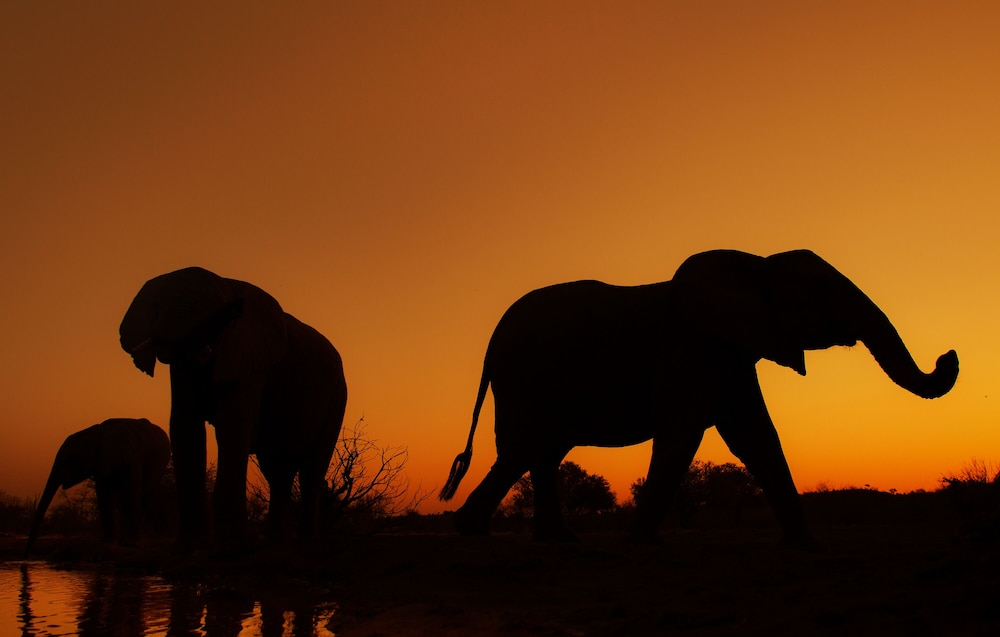 Kolokolo Safari Home – Mashatu Game Reserve