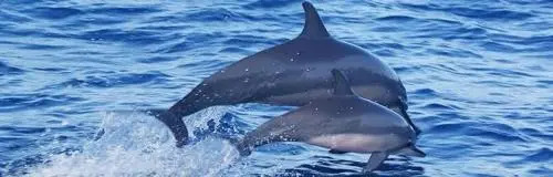 Les Dauphins De Nosy Be