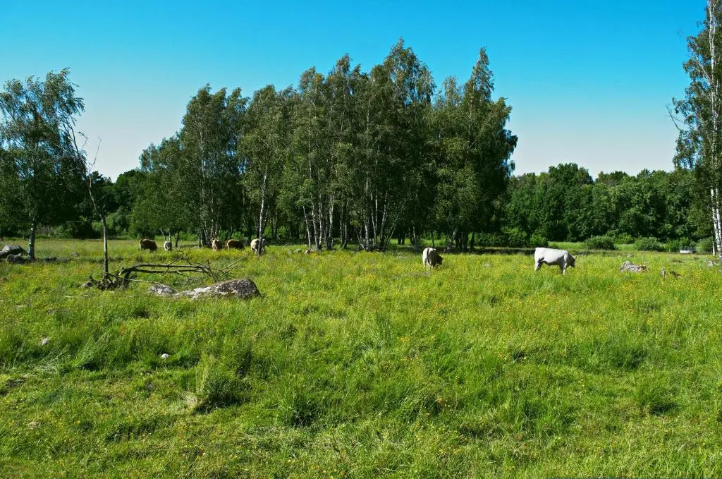 Gäststugan