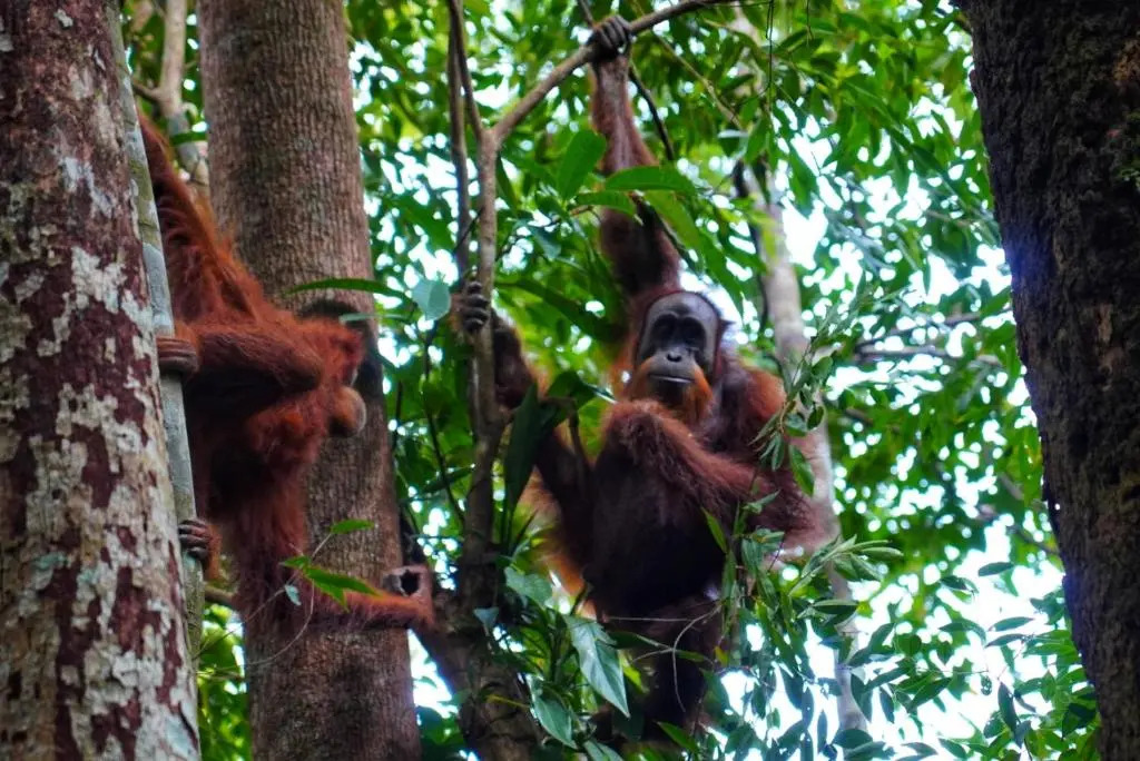 Sumatra Orangutan Discovery Villa