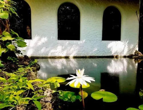 Kims Garden