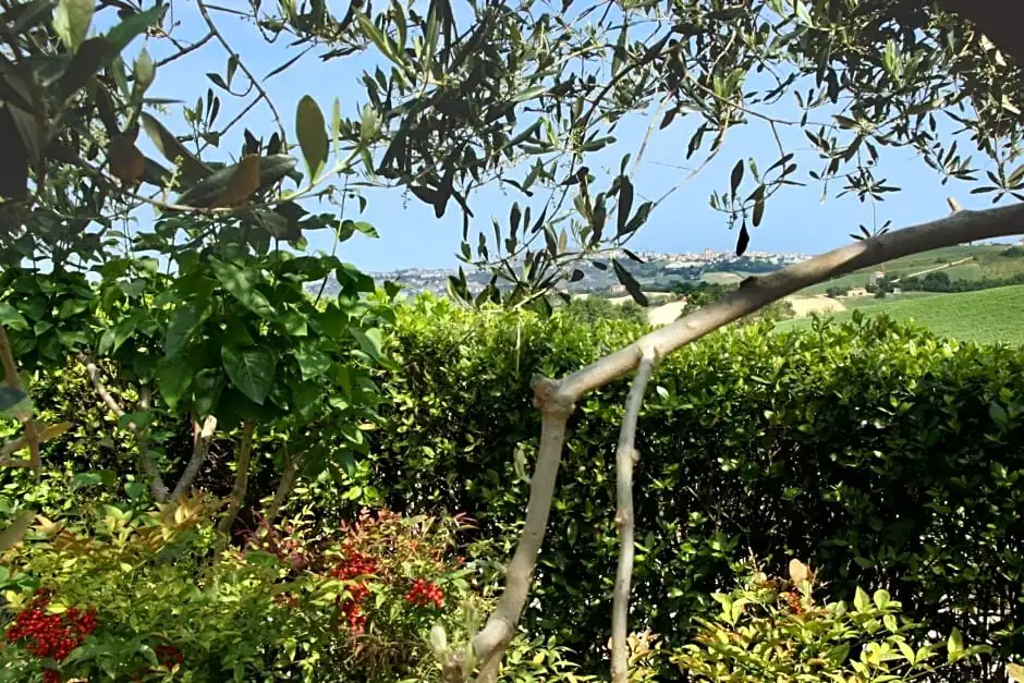 Ai Quattro Ulivi B&B