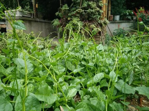 Genyi Rural Guesthouse