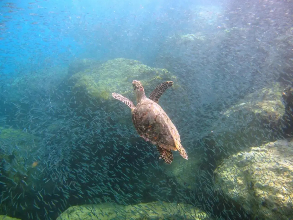 Tamarind Reef Resort Spa & Marina