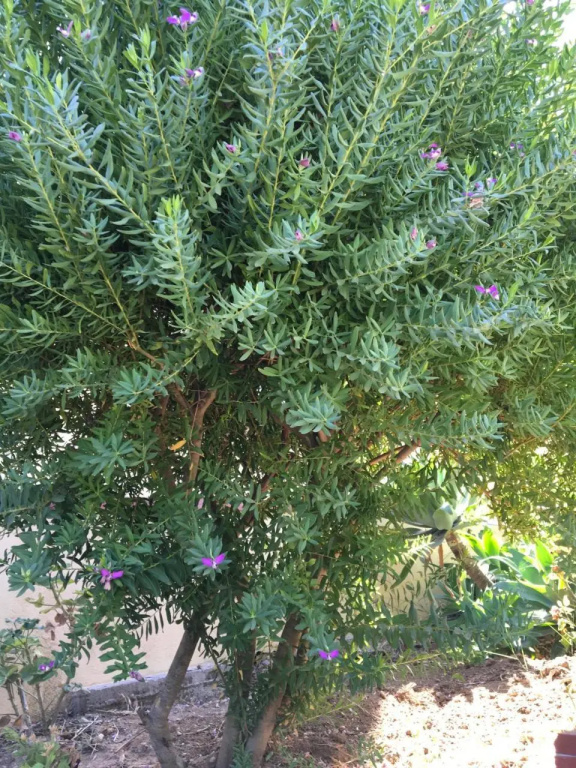 Poggio Delle Palme
