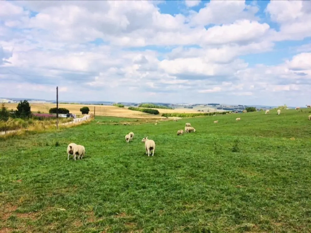Arbor Low