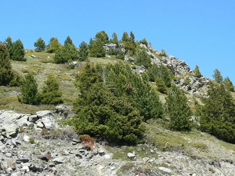 Appartement le Genepi