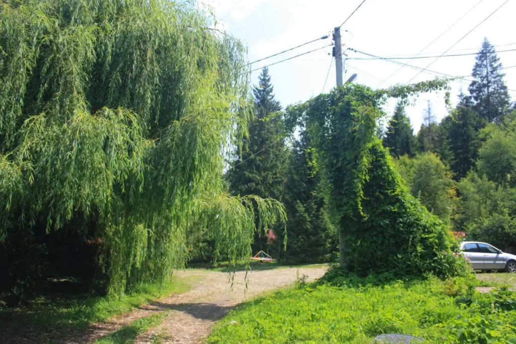 Zarinok