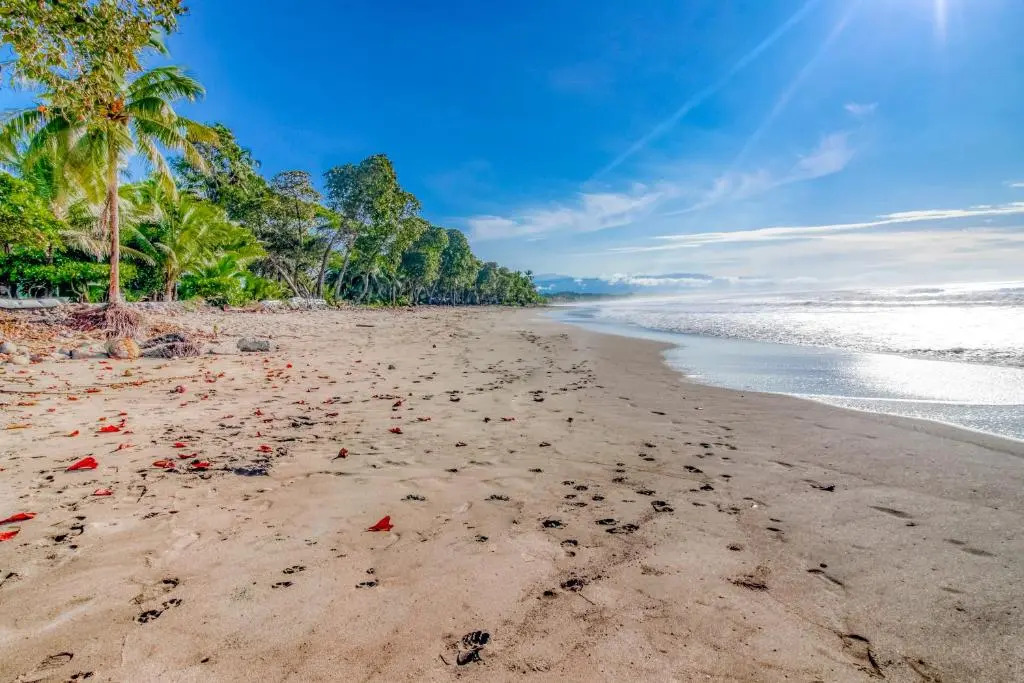 Esterillos Estates Coconut 38