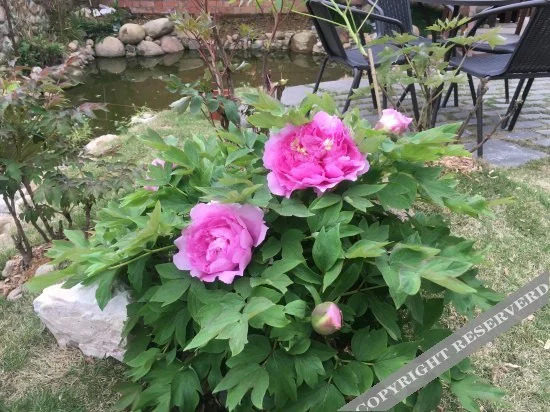 杭州芝宅园民宿