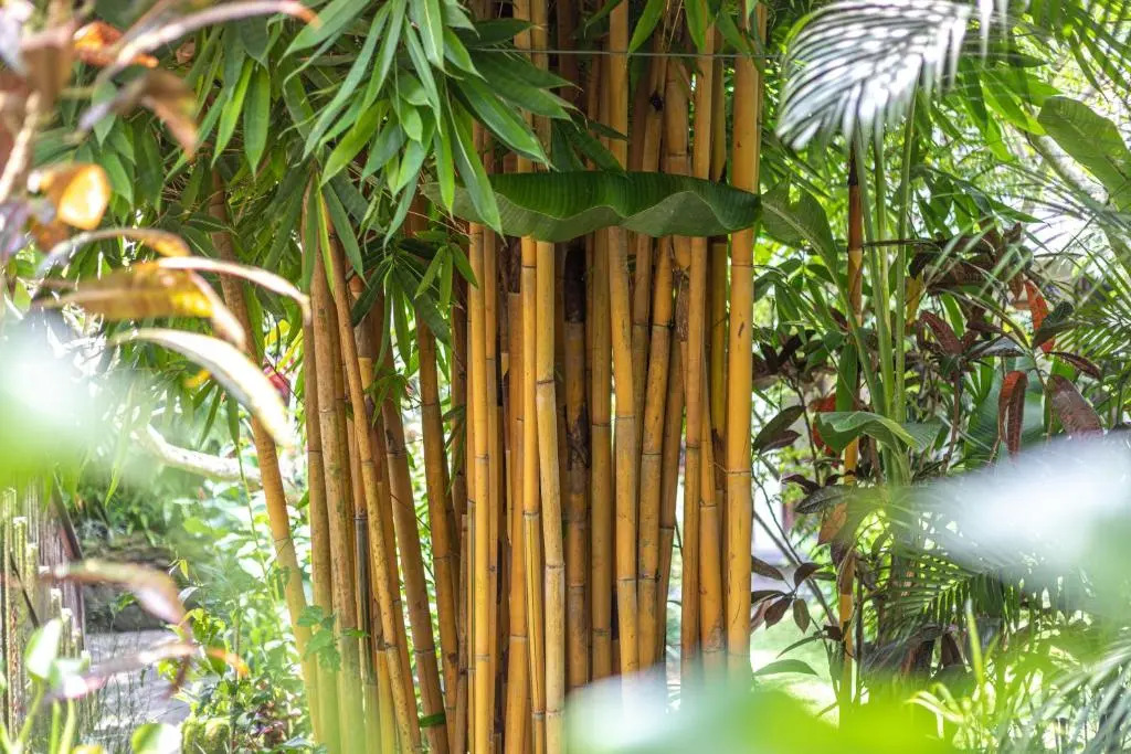 Полулюкс с видом на бассейн в Meruhdani Boutique Hotel Ubud