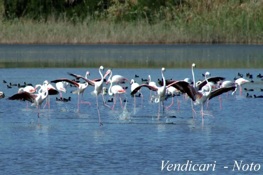 Case Vacanze Ducezio