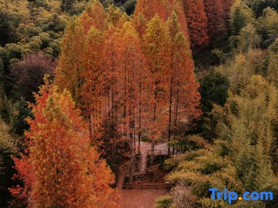 Yunqiju · Moganshan Guesthouse (Firefly Base)