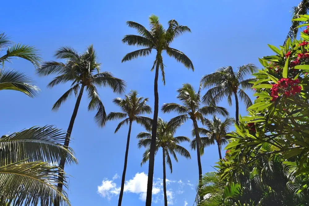 KBM Resorts FREE CAR Maui Kaanapali Villas Beachfront Resort Upgraded Studio MKV-C152