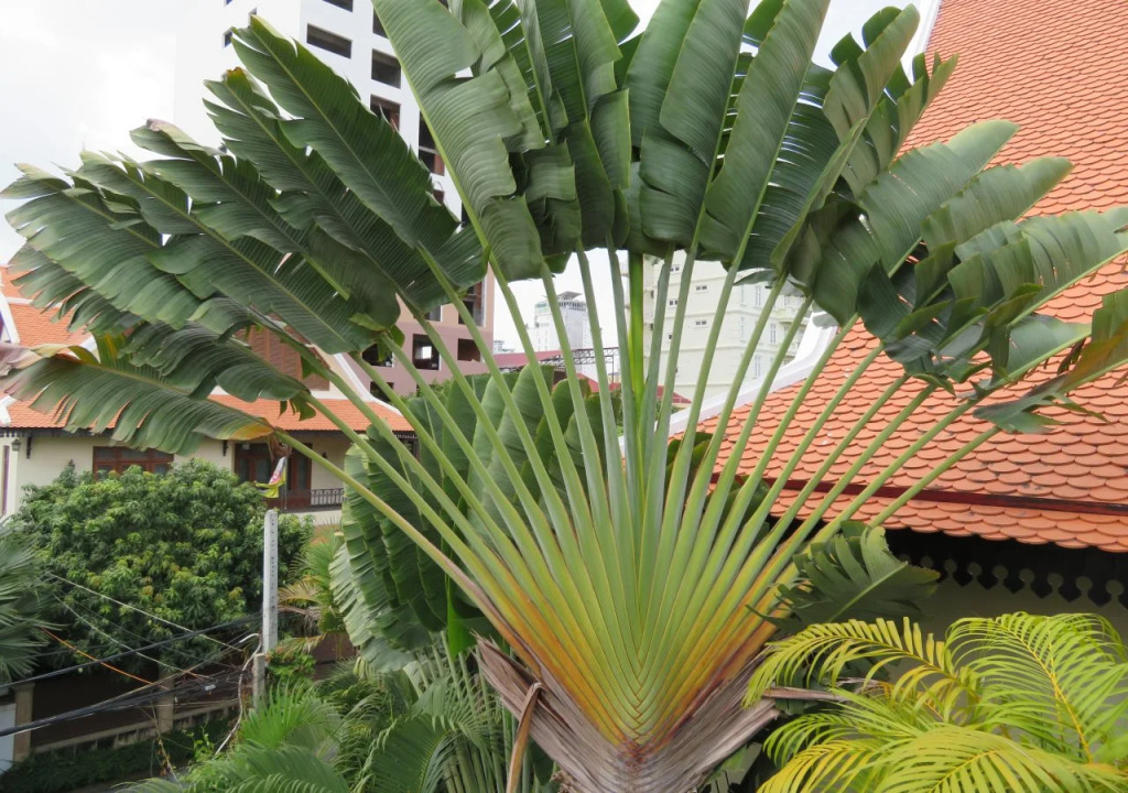 The Little Garden Boutique Hotel